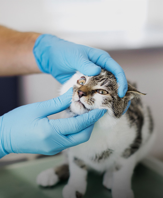 Subsidised Veterinary Services