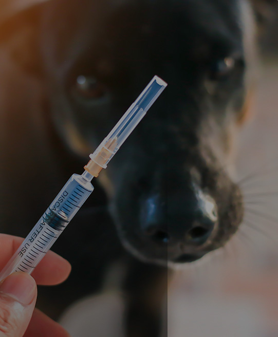 Monthly Vaccination Drive